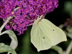 DSC_0549.jpg