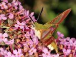 DSC_0986.jpg