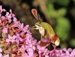 DSC_0985.jpg