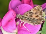 DSC_2597.jpg