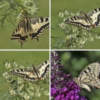 Papilio machaon