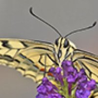Tierische Zeitraffer