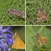 Insekten, Schmetterlinge und Co. im Garten