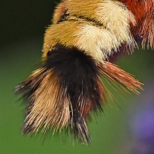 Hemaris fuciformis