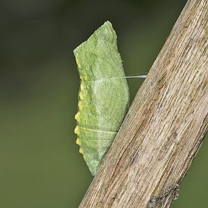 Papilio machaon - grüne Puppe