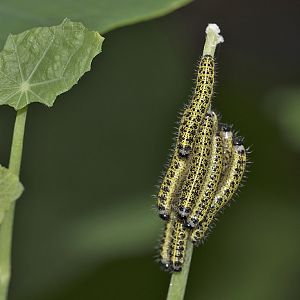 Pieris brassicae Raupen L3