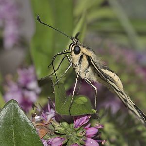 Papilio machaon - Falter