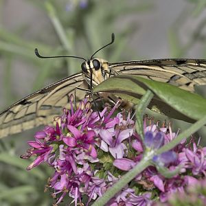 Papilio machaon