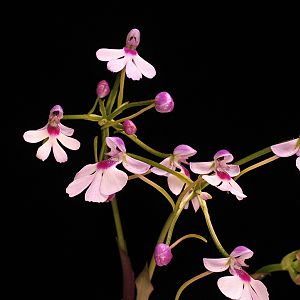 Cynorkis angustipetala