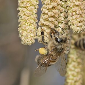 Bienen an Haselnuss