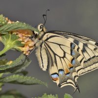 Papilio machaon