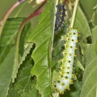 Saturnia pyri
