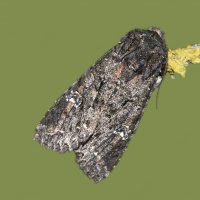 Mamestra brassicae