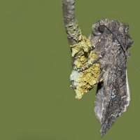 Mamestra brassicae