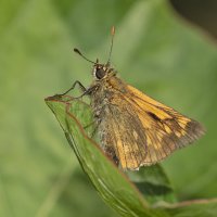 Ochlodes sylvanus   - Rostfarbiger Dickkopffalter