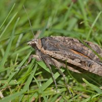 Noctua pronuba - Hausmutter