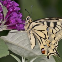 Papilio machaon