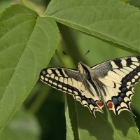 Papilio machaon