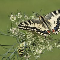 Papilio machaon