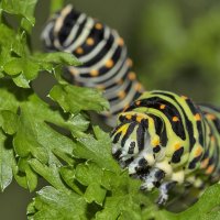 papilio machaon emisphyrus