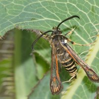 Hornklee-Glasflügler, Bembecia ichneumoniformis