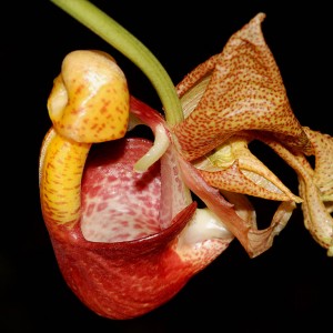 Coryanthes punctata