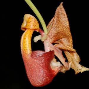Coryanthes punctata