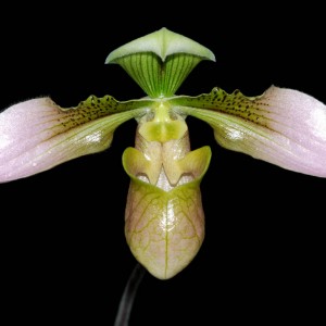 Paphiopedilum amabile