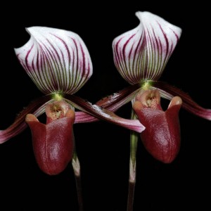 Paphiopedilum barbatum