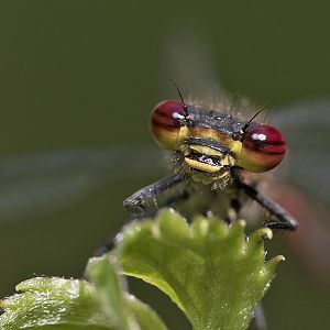 Pyrrhosoma nymphula - Frühe Adonislibelle