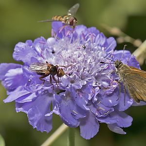 Sicus ferrugineus und Thymelicus sylvestris auf Skabiose