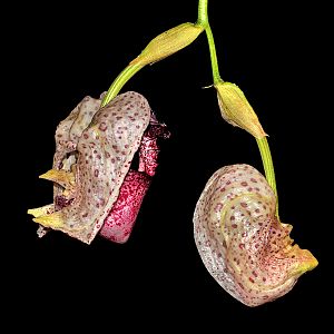 Coryanthes alborosea Zeitraffer