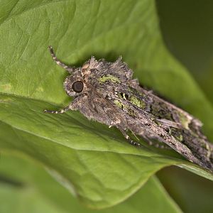 Trachea atriplicis (Meldeneule)