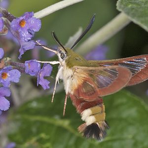 Hemaris fuciformis