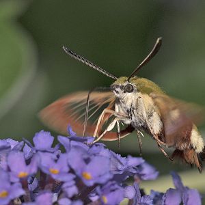 Hemaris fuciformis