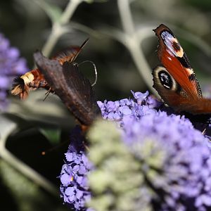 Hemaris fuciformis