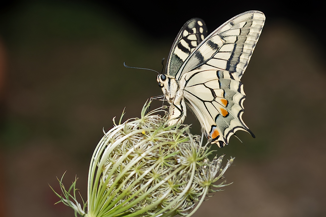 Papilio machaon bei der Eiablage