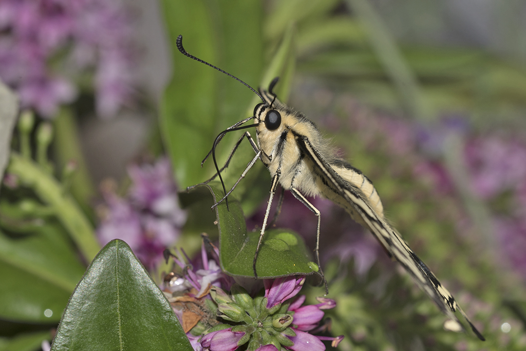 Papilio machaon - Falter