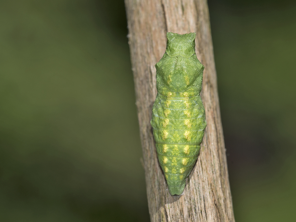 Papilio machaon - Puppe in grün