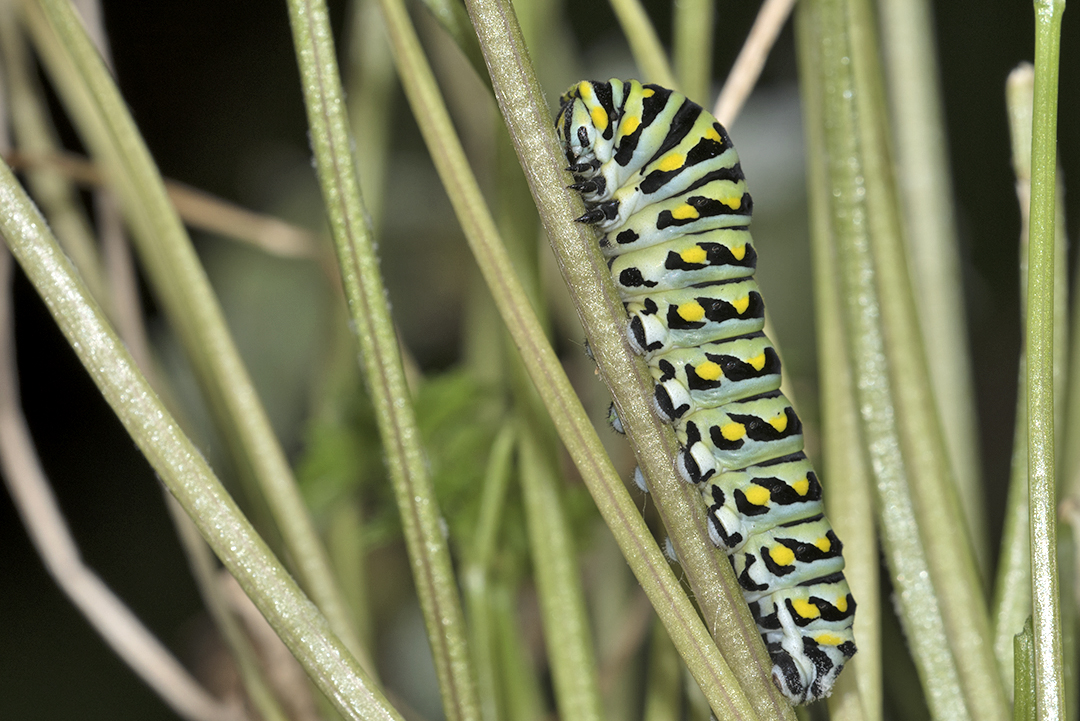 Papilio machaon - Raupe an Petersilie