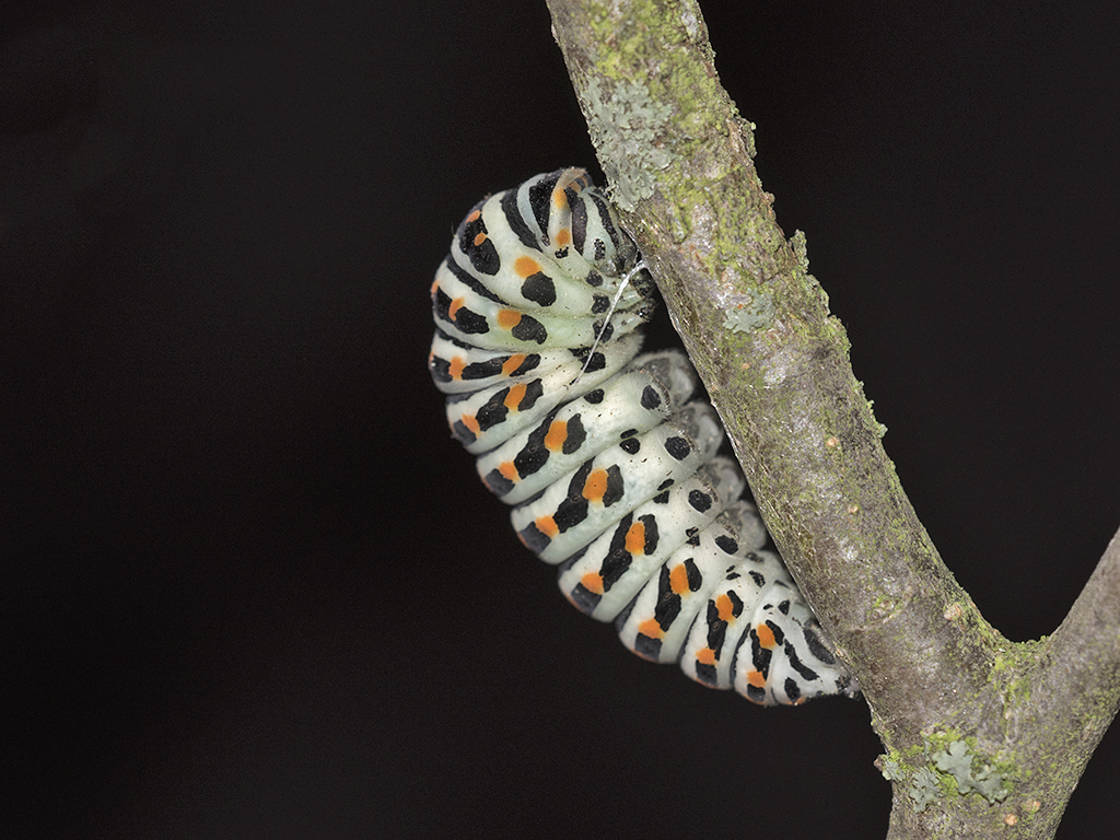 Papilio machaon - Raupe beim anbinden